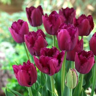 Tulipan Curly Sue - duża paczka! - 50 szt.