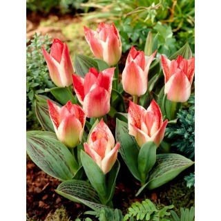 Tulipan Czaar Peter - 5 szt.