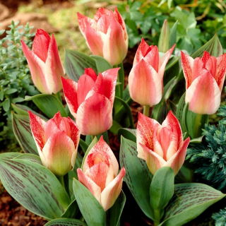 Tulipan Czaar Peter - GIGA paczka! - 250 szt.