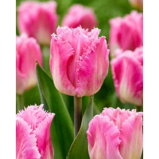 Tulipan Dallas - GIGA paczka! - 250 szt.