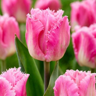 Tulipan Dallas - duża paczka! - 50 szt.