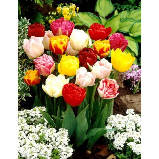 Tulipan pełny mix - Double mix - GIGA paczka! - 250 szt.