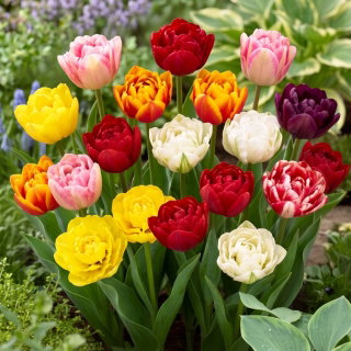 Tulipan pełny mix - Double mix - GIGA paczka! - 250 szt.