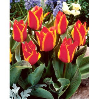 Tulipan Engadin - duża paczka! - 50 szt.