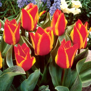 Tulipan Engadin - GIGA paczka! - 250 szt.