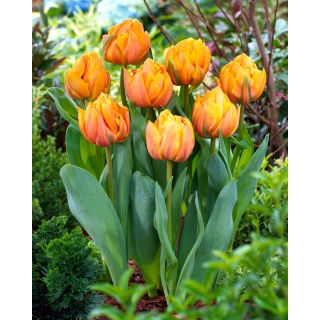 Tulipan Freeman - 5 szt.