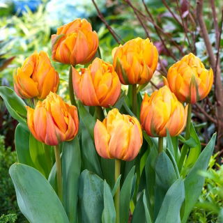 Tulipan Freeman - GIGA paczka! - 250 szt.