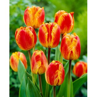 Tulipan Fringed Solstice - 5 szt.