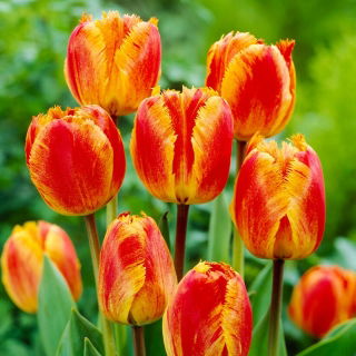 Tulipan Fringed Solstice - 5 szt.