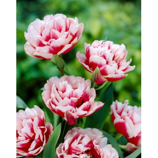 Tulipan Gerbrand Kieft - GIGA paczka! - 250 szt.