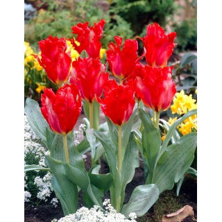 Tulipan Giant Parrot - duża paczka! - 50 szt.