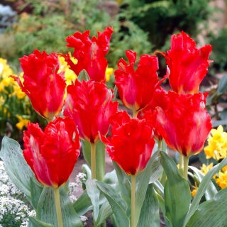 Tulipan Giant Parrot - duża paczka! - 50 szt.