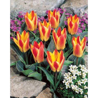 Tulipan Golden Day - GIGA paczka! - 250 szt.