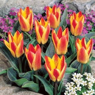Tulipan Golden Day - GIGA paczka! - 250 szt.