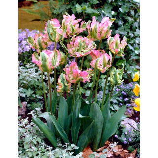 Tulipan Green Wave - 5 szt.