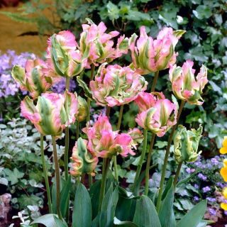 Tulipan Green Wave - 5 szt.
