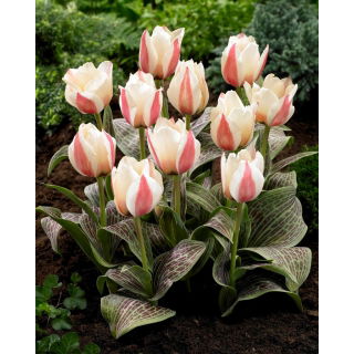 Tulipan Haute Couture - 5 szt.