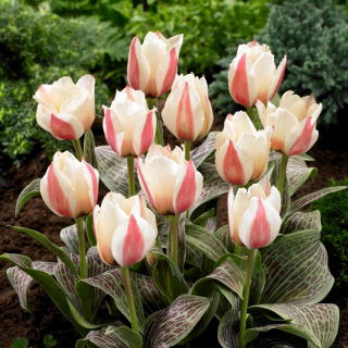Tulipan Haute Couture - 5 szt.