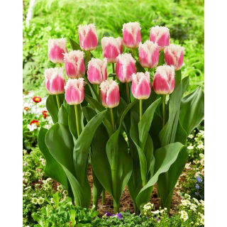 Tulipan Hawaii - duża paczka! - 50 szt.