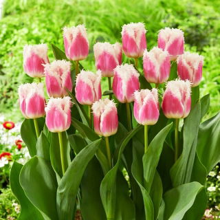 Tulipan Hawaii - duża paczka! - 50 szt.
