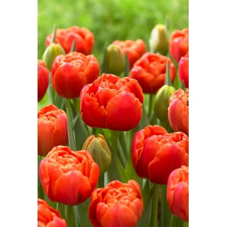 Tulipan Icoon - GIGA paczka! - 250 szt.