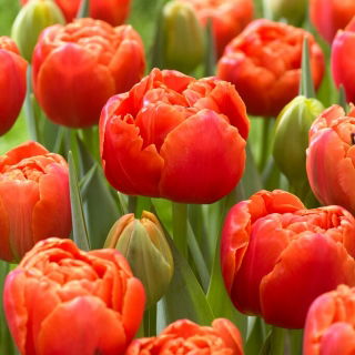 Tulipan Icoon - GIGA paczka! - 250 szt.