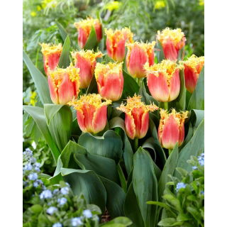 Tulipan Joint Devision - GIGA paczka! - 250 szt.