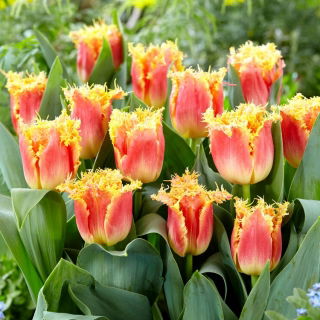 Tulipan Joint Devision - GIGA paczka! - 250 szt.