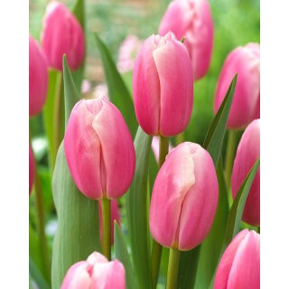 Tulipan Kasia - GIGA paczka! - 250 szt.