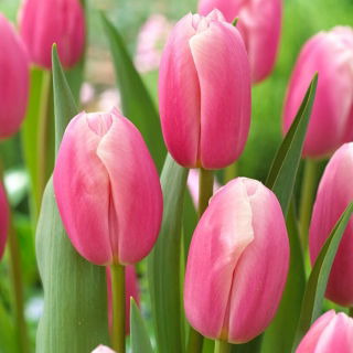 Tulipan Kasia - 5 szt.