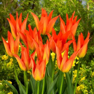 Tulipan Lilyfire - GIGA paczka! - 250 szt.