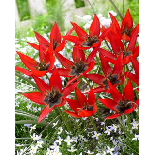 Tulipan Lizzy - 5 szt.