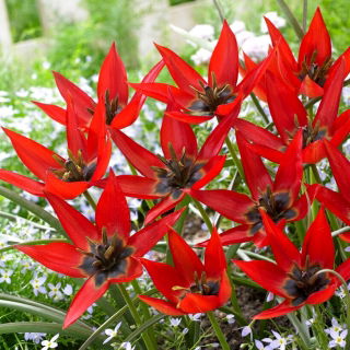 Tulipan Lizzy - GIGA paczka! - 250 szt.