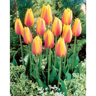 Tulipan Long Lady - duża paczka! - 50 szt.