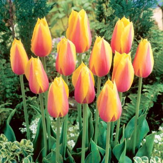 Tulipan Long Lady - 5 szt.