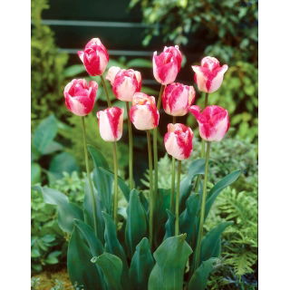 Tulipan Mata Hari - duża paczka! - 50 szt.