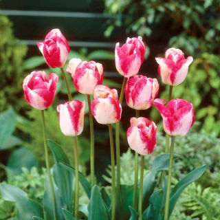 Tulipan Mata Hari - duża paczka! - 50 szt.