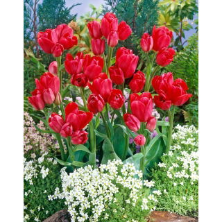 Tulipan Merry Go Round - GIGA paczka! - 250 szt.