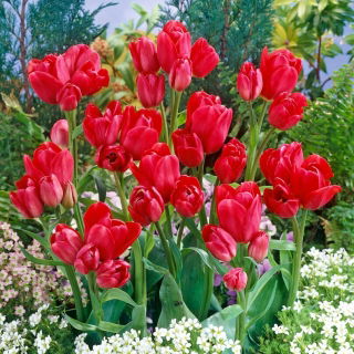 Tulipan Merry Go Round - GIGA paczka! - 250 szt.