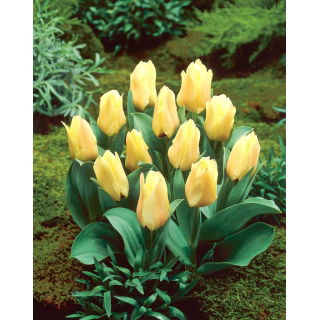 Tulipan Mieke Telkamp - 5 szt.