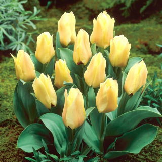 Tulipan Mieke Telkamp - GIGA paczka! - 250 szt.