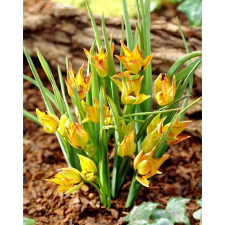 Tulipan orphanidea Flava - duża paczka! - 50 szt.