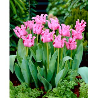 Tulipan Picture - duża paczka! - 50 szt.