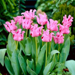 Tulipan Picture - duża paczka! - 50 szt.