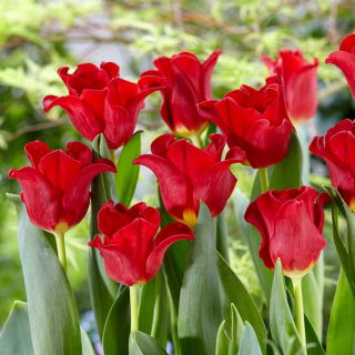 Tulipan Red Dress - duża paczka! - 50 szt.