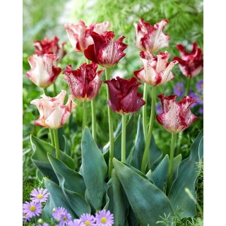 Tulipan Striped Crown - duża paczka! - 50 szt.