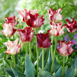 Tulipan Striped Crown - duża paczka! - 50 szt.
