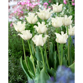 Tulipan White Liberstar - duża paczka! - 50 szt.
