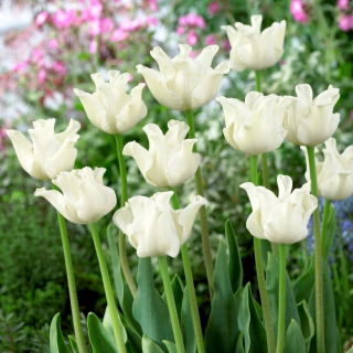 Tulipan White Liberstar - duża paczka! - 50 szt.