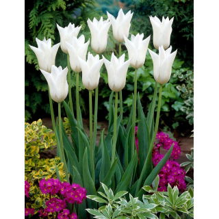 Tulipan White Triumphator - duża paczka! - 50 szt.